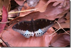 IMG_5398  Lexias dirtea male