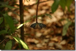 IMG_6090 Danaus Limniace