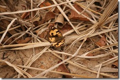 IMG_6201 Precis hierta