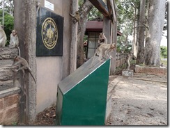 Monkeys 15 July 2012 007