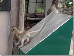 Monkeys 15 July 2012 010