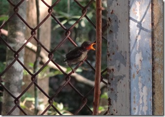 baby bird 2