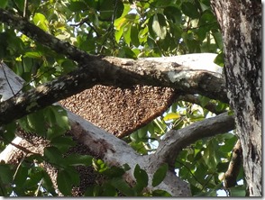 bee hive in branches