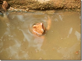 frog in small pond