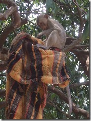 monkey with cloth in tree