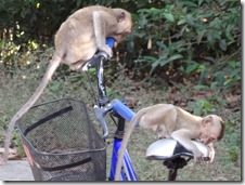 monkeys on blue bike