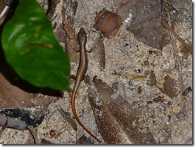 skink 1