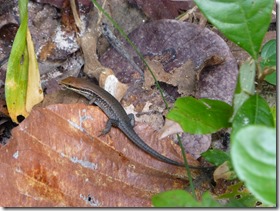 skink 2