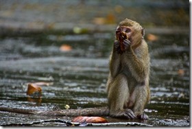 monkey in the rain