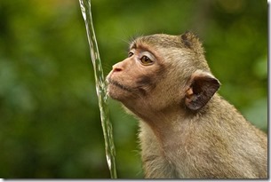 monkey & running water
