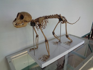 standing skeleton.JPG